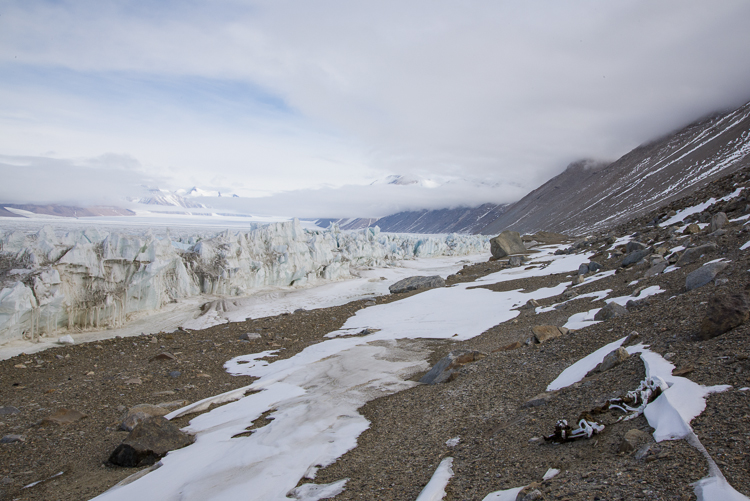 Ferrar Glacier, seal skeleton and pressure ridge