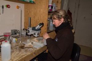 Foraminifera lab, Antarctica