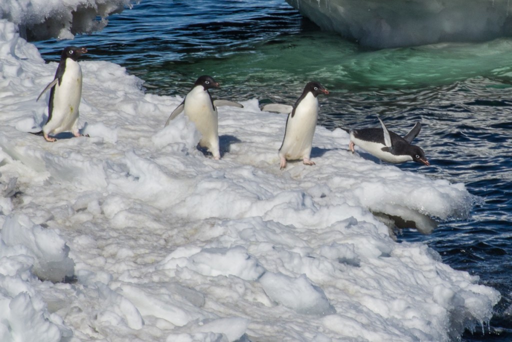 Penguins at Cape Royds