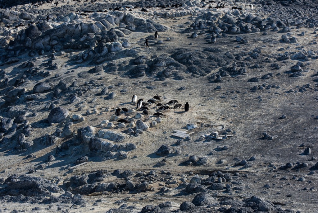 Penguin colony, Cape Royds