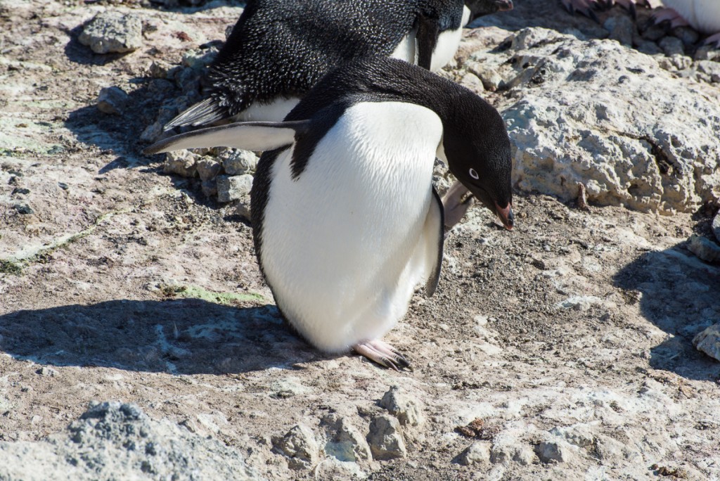 Penguin on one foot.