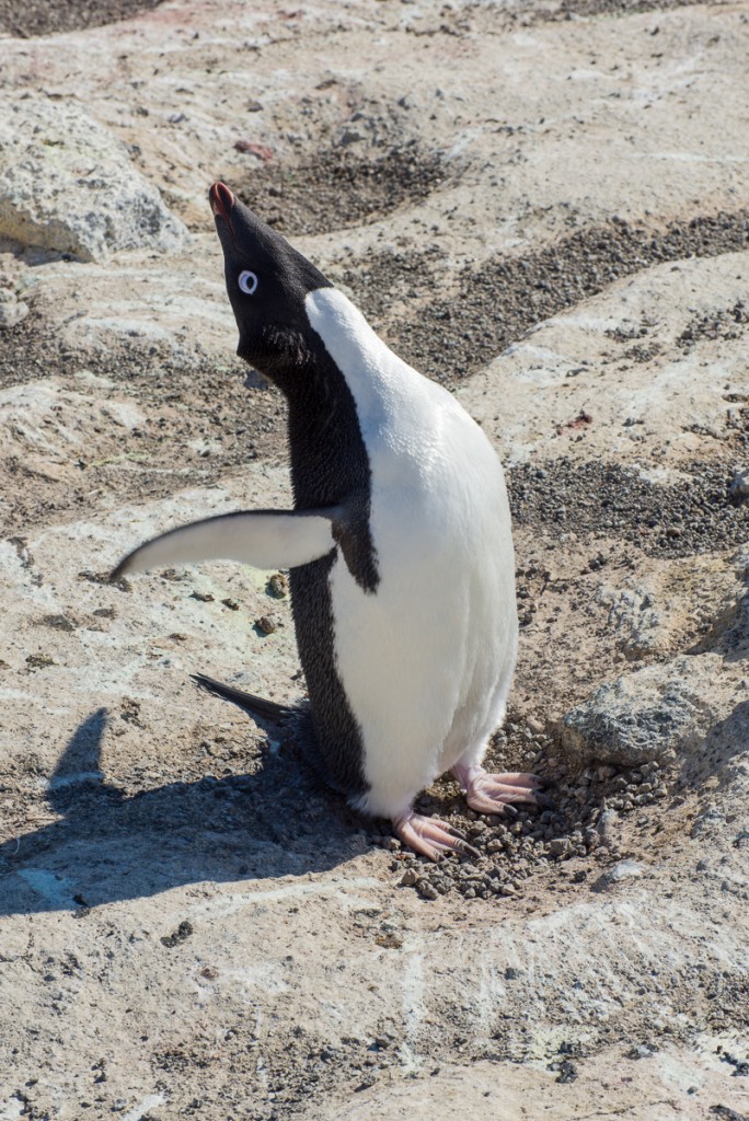Penguin at Cape Royds