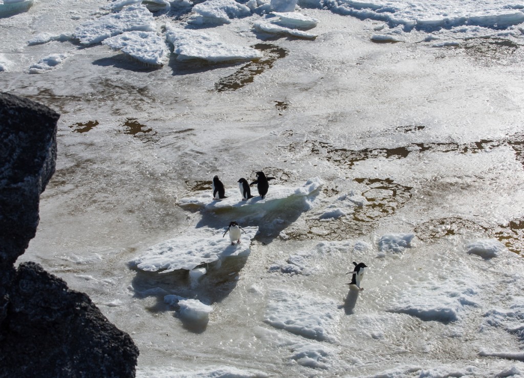 Penguins on ice at Cape Royds