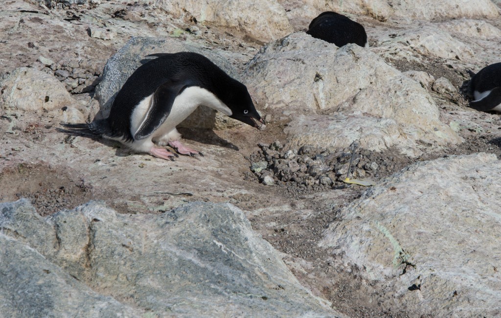 Penguin building nest