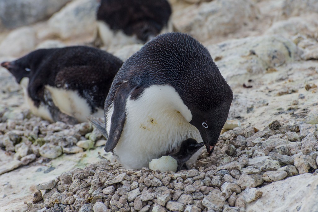 Penguin and chick