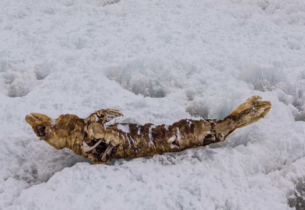 Mummified seal, Lake Bonney