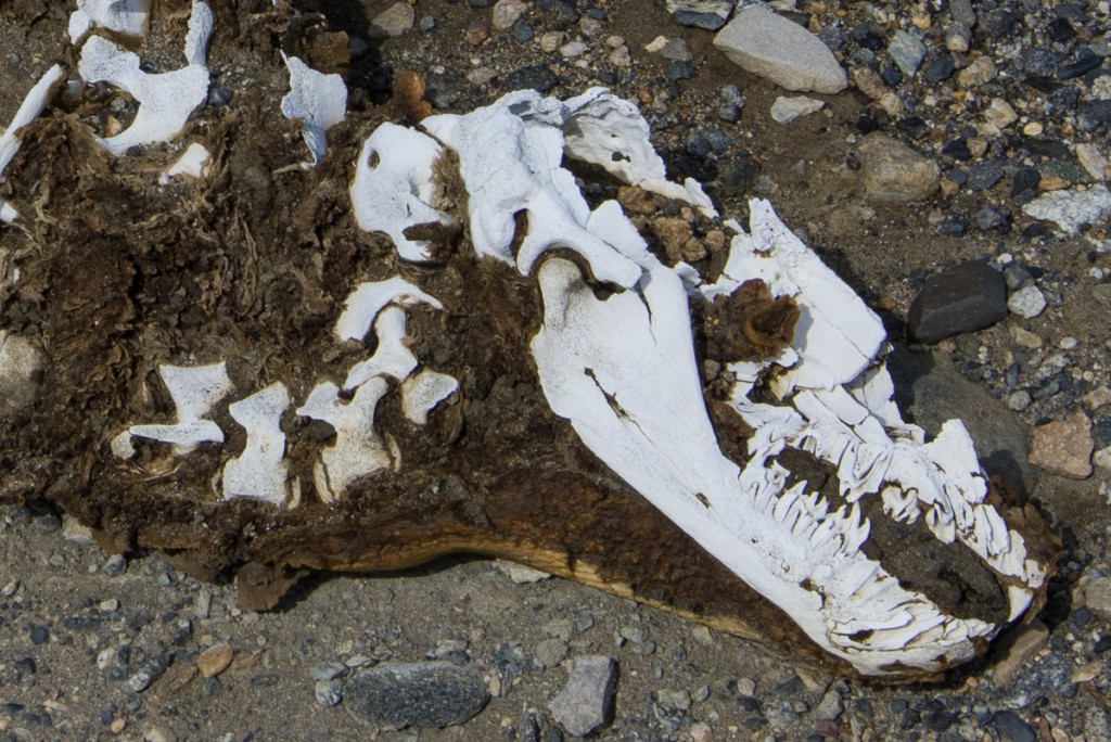 Mummified seal near the Canada Glacier