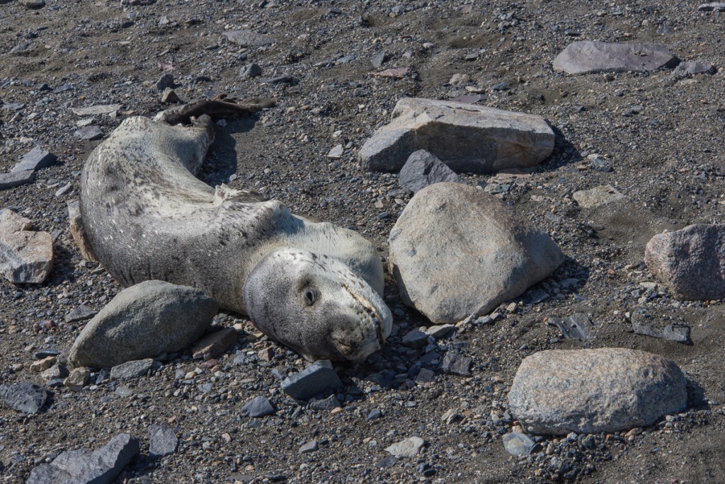 Mummified leopard seal