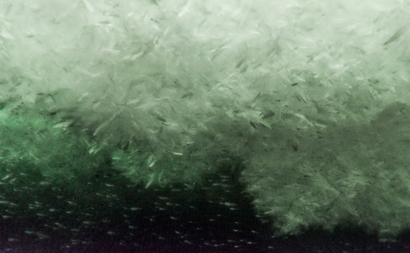 The Ob Tube: A Peek Beneath the Sea Ice