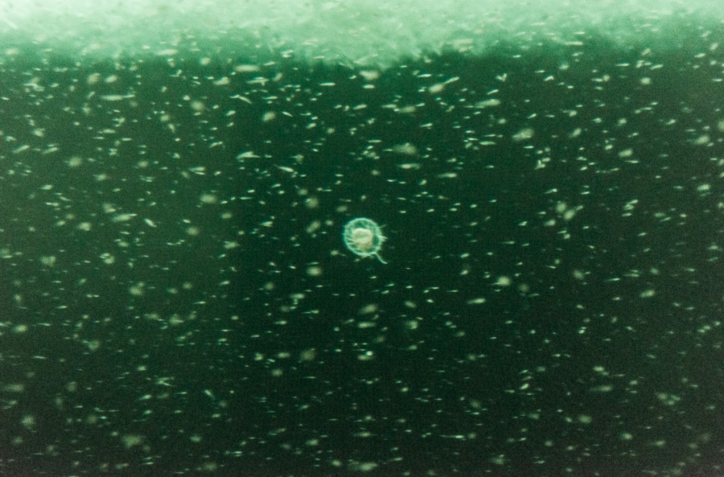 Jellyfish under the sea ice