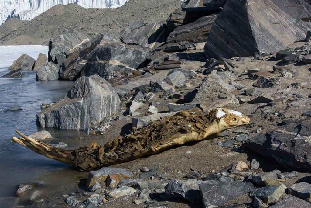 Seal near Suess Glacier
